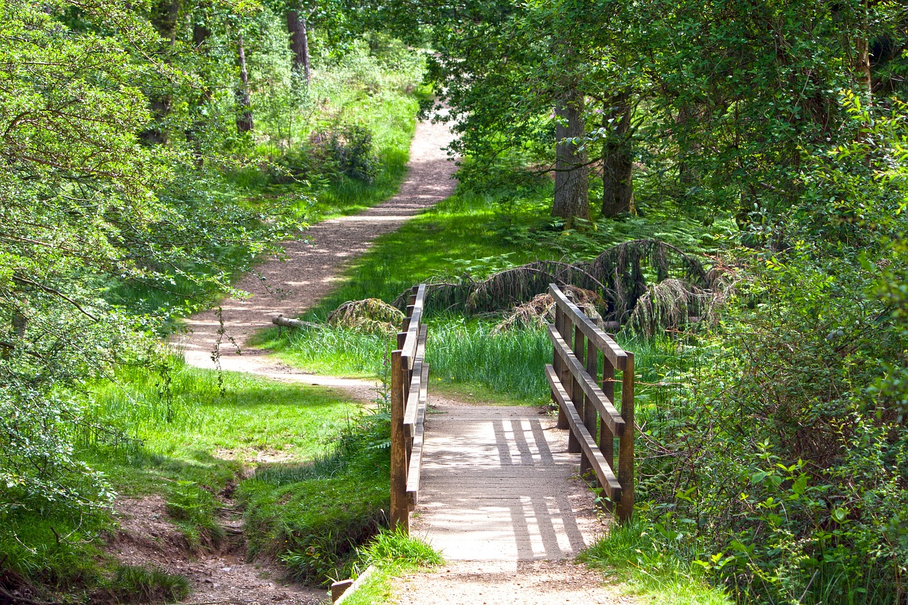 bridge, wooden bridge, forest-907770.jpg